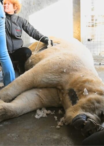 Dierenarts steekt arm in keel van ijsbeer en ontdekt waarom het dier niet eet