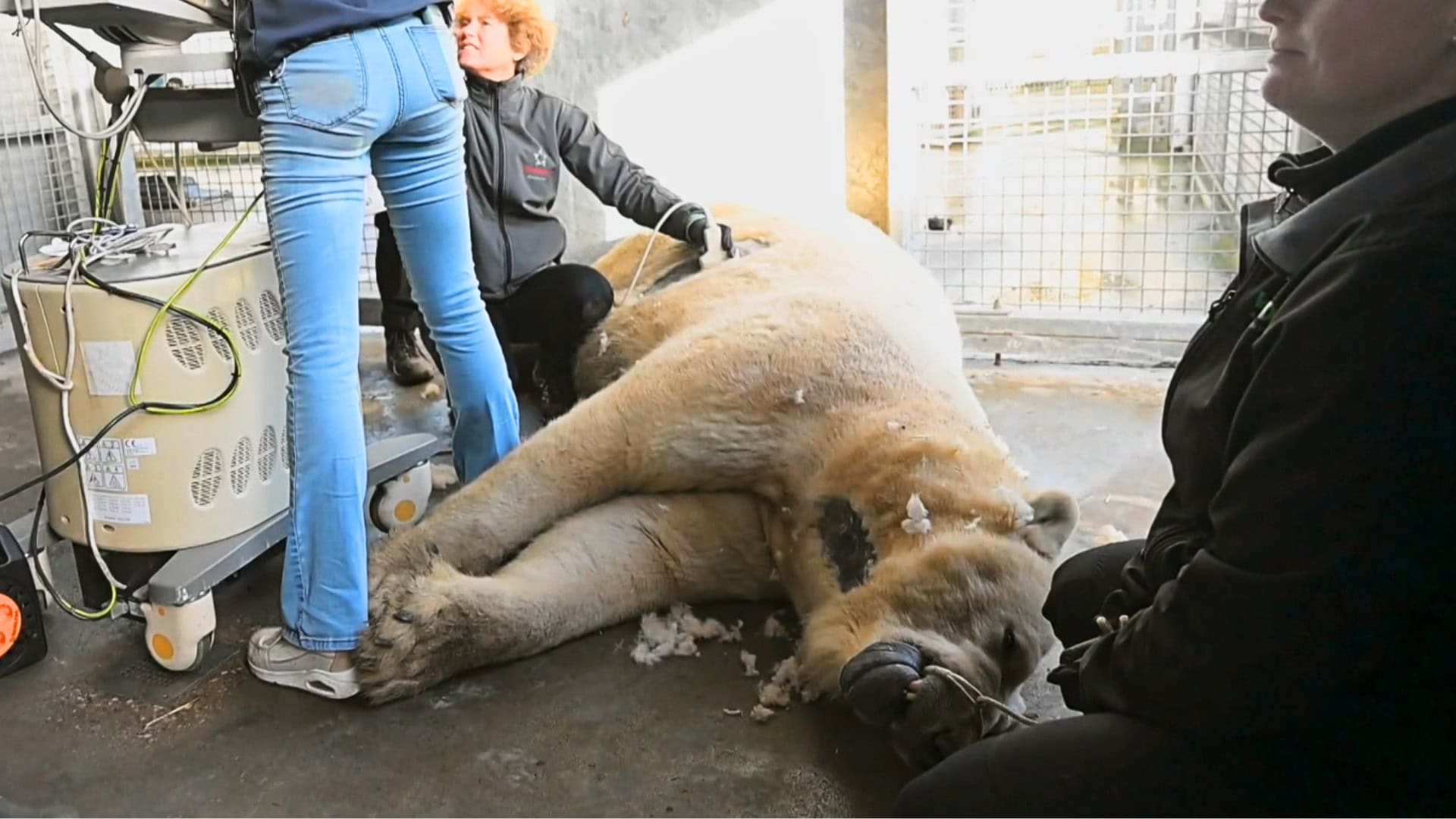 Dierenarts steekt arm in keel van ijsbeer en ontdekt waarom het dier niet eet