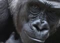 Diergaarde Blijdorp ontvangt nóg een nieuwe gorilla achter de schermen