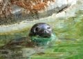 Zeehonden keren terug in Zoo Antwerpen: eerste dier gearriveerd