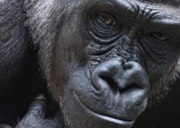 Diergaarde Blijdorp ontvangt nóg een nieuwe gorilla achter de schermen