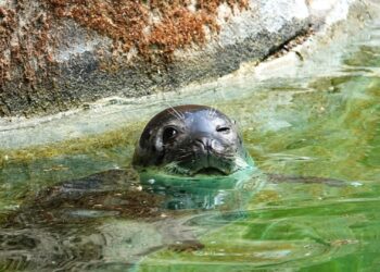 Zeehonden keren terug in Zoo Antwerpen: eerste dier gearriveerd