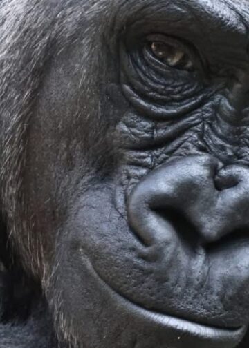 Diergaarde Blijdorp ontvangt nóg een nieuwe gorilla achter de schermen
