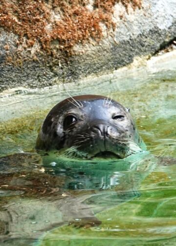 Zeehonden keren terug in Zoo Antwerpen: eerste dier gearriveerd