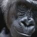 Diergaarde Blijdorp ontvangt nóg een nieuwe gorilla achter de schermen