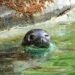 Zeehonden keren terug in Zoo Antwerpen: eerste dier gearriveerd