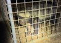 Bijzondere collectie exotische dieren in beslag genomen in Limburg