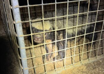 Bijzondere collectie exotische dieren in beslag genomen in Limburg