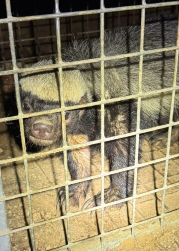 Bijzondere collectie exotische dieren in beslag genomen in Limburg