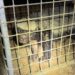 Bijzondere collectie exotische dieren in beslag genomen in Limburg
