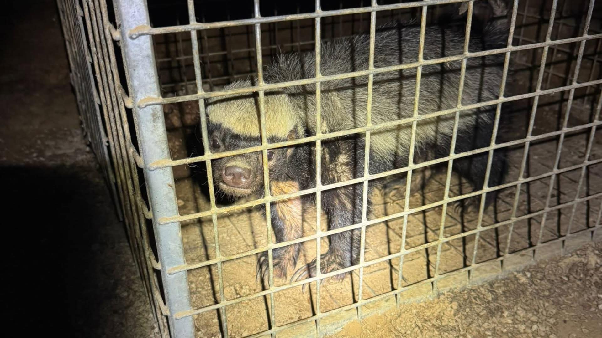 Bijzondere collectie exotische dieren in beslag genomen in Limburg