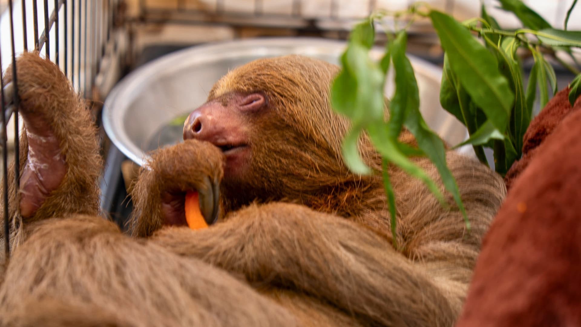 Dierentuin gebruikt poep om luiaards uit failliete dierentuin te redden