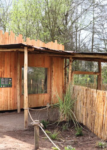 Gelders dierenpark neemt nieuw capibaraverblijf in gebruik: zwemvijver van 1500 vierkante meter