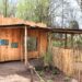 Gelders dierenpark neemt nieuw capibaraverblijf in gebruik: zwemvijver van 1500 vierkante meter