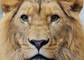 Bezoeker voert eigenhandig leeuwen in dierentuin: politie ingeschakeld