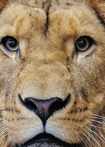 Bezoeker voert eigenhandig leeuwen in dierentuin: politie ingeschakeld