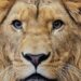 Bezoeker voert eigenhandig leeuwen in dierentuin: politie ingeschakeld