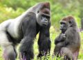 Blijdorp krijgt nieuwe gorilla’s uit Belgische dierentuin Pairi Daiza