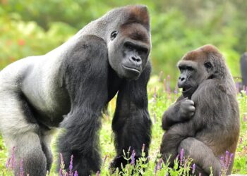 Blijdorp krijgt nieuwe gorilla’s uit Belgische dierentuin Pairi Daiza