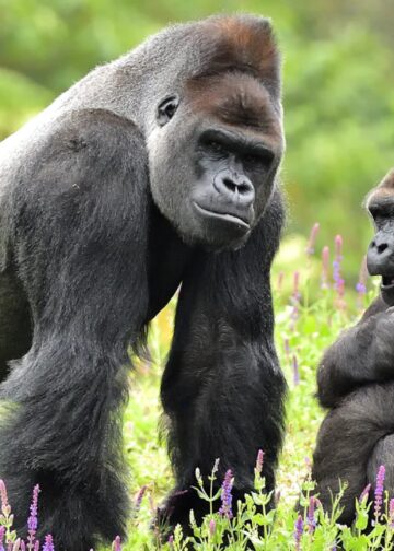 Blijdorp krijgt nieuwe gorilla’s uit Belgische dierentuin Pairi Daiza