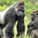 Blijdorp krijgt nieuwe gorilla’s uit Belgische dierentuin Pairi Daiza