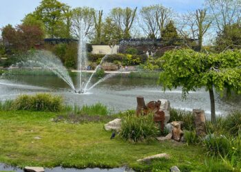Groene arassari’s vliegen nu ook tussen bezoekers tijdens vogeldemonstratie Vogelpark Avifauna