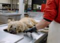 Heftige beelden: Afrikaanse wilde hond uit Beekse Bergen opengesneden op televisie
