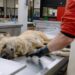 Heftige beelden: Afrikaanse wilde hond uit Beekse Bergen opengesneden op televisie