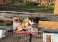 Tsjechische dierentuin shockeert bezoekers met waarschuwingsbordjes: ‘Pas op!’