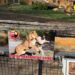 Tsjechische dierentuin shockeert bezoekers met waarschuwingsbordjes: ‘Pas op!’