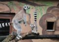 Vergunning ingetrokken van dierenpark na jarenlange kritiek van dierenactivisten