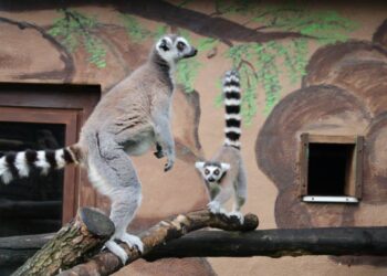 Vergunning ingetrokken van dierenpark na jarenlange kritiek van dierenactivisten