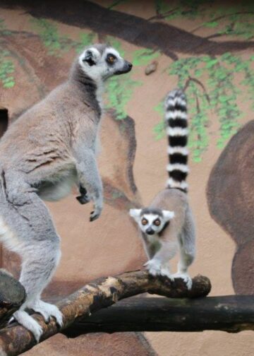 Vergunning ingetrokken van dierenpark na jarenlange kritiek van dierenactivisten