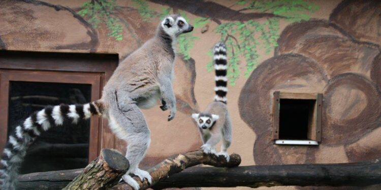 Beeld: PETA e.a.