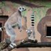 Vergunning ingetrokken van dierenpark na jarenlange kritiek van dierenactivisten