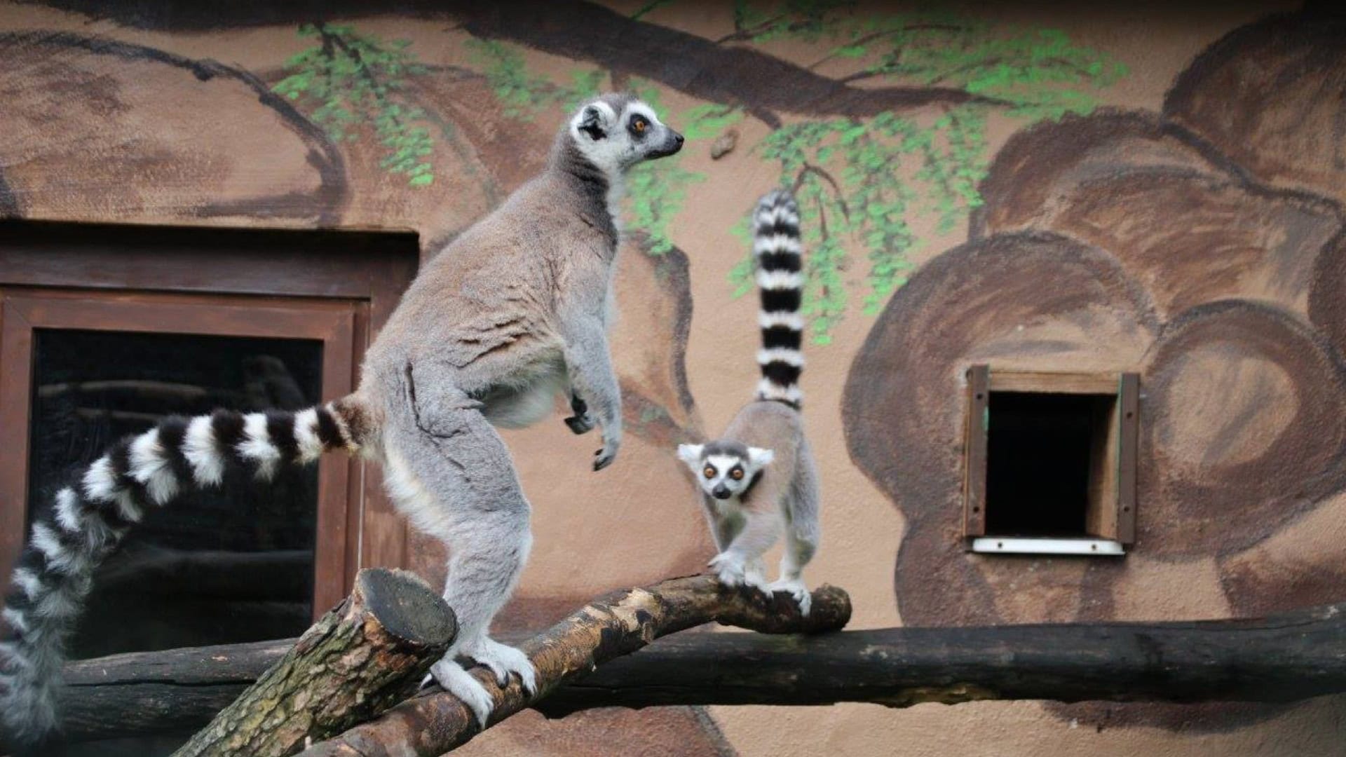 Vergunning ingetrokken van dierenpark na jarenlange kritiek van dierenactivisten