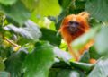 Beroemde vogelspecialist gelinkt aan illegale dierenhandel voor privédierentuin