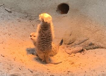 Eindhoven Zoo maakt alle garra rufa’s dood en gebruikt ze als voer