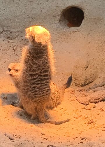 Eindhoven Zoo maakt alle garra rufa’s dood en gebruikt ze als voer
