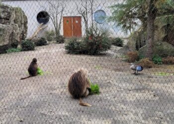 Dode vogel met apenbeet ontdekt in Diergaarde Blijdorp: ‘Eerste keer dat dit gebeurd’