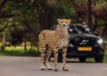 Cheeta ontsnapt in Safaripark Beekse Bergen: park voorlopig gesloten