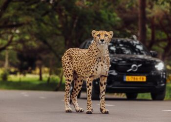 Cheeta ontsnapt in Safaripark Beekse Bergen: park voorlopig gesloten
