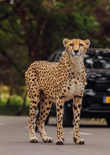 Cheeta ontsnapt in Safaripark Beekse Bergen: park tijdelijk gesloten