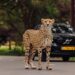Cheeta ontsnapt in Safaripark Beekse Bergen: park tijdelijk gesloten