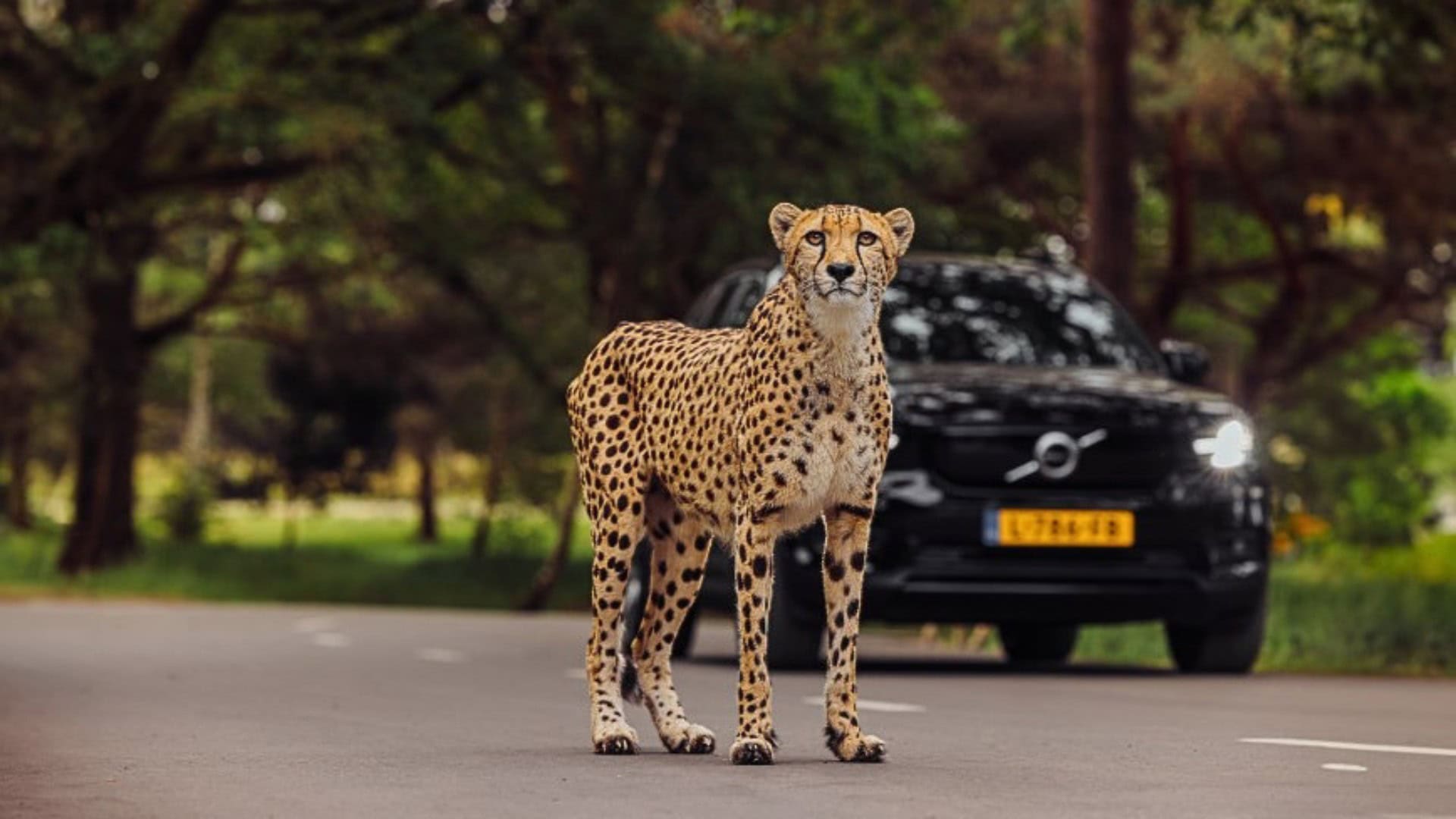 Cheeta ontsnapt in Safaripark Beekse Bergen: park voorlopig gesloten