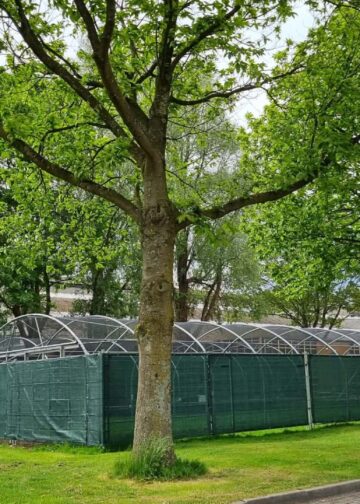 Nieuwe volières in Vogelpark Avifauna blijken onderdeel van speciaal broedcentrum