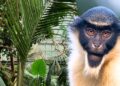 Nieuwe diersoorten en verhuizingen in Artis: dit gaat er veranderen