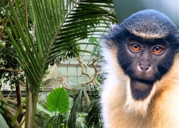Nieuwe diersoorten en verhuizingen in Artis: dit gaat er veranderen