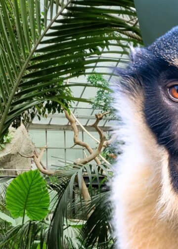 Nieuwe diersoorten en verhuizingen in Artis: dit gaat er veranderen