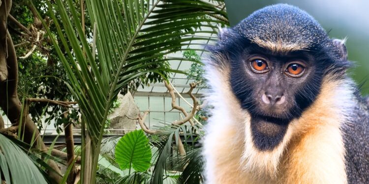 De dianameerkatten keren terug in het Kleine Zoogdierenhuis van Artis